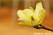 玉蘭 ,白玉蘭,紅玉蘭,黃玉蘭,紫玉蘭,二喬玉蘭,山玉蘭