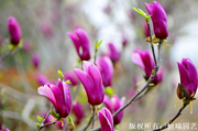 玉蘭 ,白玉蘭,紅玉蘭,黃玉蘭,紫玉蘭,二喬玉蘭,山玉蘭