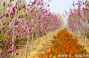 玉蘭 ,白玉蘭,紅玉蘭,黃玉蘭,紫玉蘭,二喬玉蘭,山玉蘭